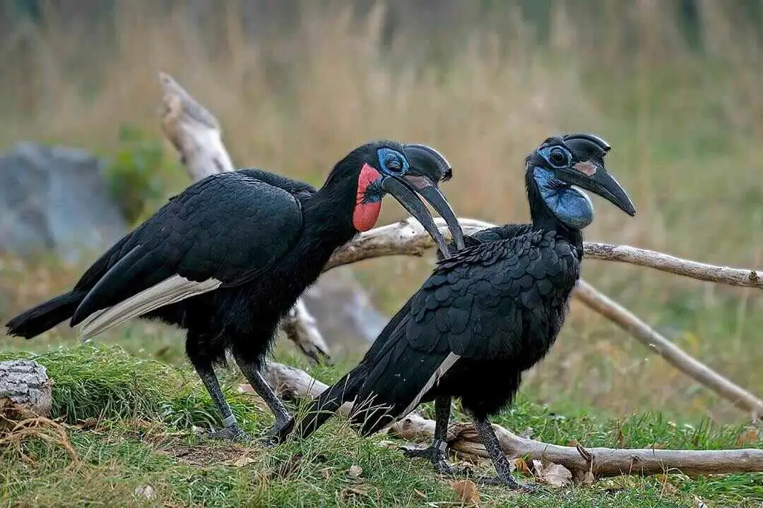 Abyssinian ground hornbill